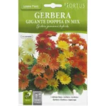 African Daisy Mix Seeds – Vibrant, Double-Bloom Flowers – Home Growing Seeds
