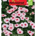 Agrimaxgroup Vinca Apricot Seeds (Ag1005) – Home Growing Seeds