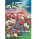 Alta Selezione Aster Nano Multicolor Quality Home Growing Seeds