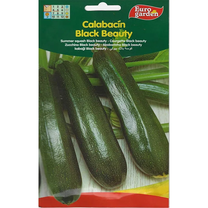 black-beauty-summer-squash.webp Zucchini Black Beauty Summer Squash Seeds for Home Gardens, Planters and Fruit Growing | Euro Garden - Image 1