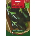 Black Eggplant Home Growing Seeds