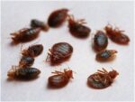Bed Bug And Insects Khatmal Product – Pest