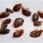 Bed Bug And Insects Khatmal Product – Pest