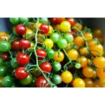 Hybrid Cherry Tomato Mai Sherry F1 – High Yield & Sweet Flavor – Home Growing Seeds - Image 2