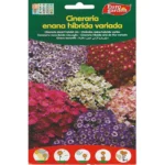 Euro Garden Cineraria Mix – Home Growing Seeds