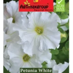 Agrimaxgroup Petunia White Seeds (Ag1017) – Home Growing Seeds