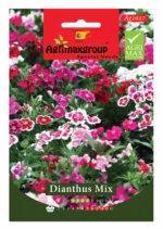 Agrimaxgroup Dianthus Mix Seeds (Ag1027) – Colorful Perennial Blooms – Home Growing Seeds