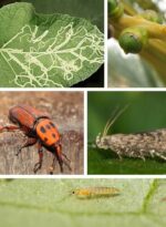 Deltarin® 2.5% EC Insecticide Insecticide (1Ltr) – Liquid Plant Nutrition - Image 5