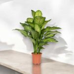 Dieffenbachia – Garden Care