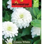 Agrimaxgroup Zinnia White Seeds (Ag1021) – Home Growing Seeds