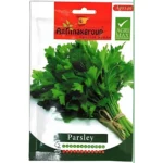 Fresh Parsley Home Growing Seeds