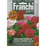 Franchi Geranium – Large-Flowered Multicolor Blooms – Home Growing Seeds