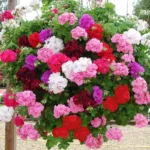 Franchi Geranium – Large-Flowered Multicolor Blooms – Home Growing Seeds - Image 2
