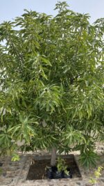 Fish Fertilizer 1L | Gulf Agro Organic Liquid Plant Food from Sardine Extract for Roots, Soil and Plant Growth - Image 5