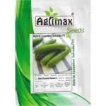 Hybrid Cucumber Selvador F1 – High-Yielding & Disease-Resistant – Home Growing Seeds