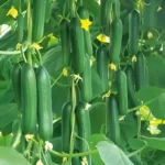 Hybrid Cucumber Zain F1 – High Yield, Disease Resistant – Home Growing Seeds - Image 2