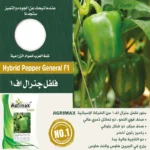 Hybrid Green Pepper General F1 – High Yield & Disease Resistant – Home Growing Seeds - Image 2