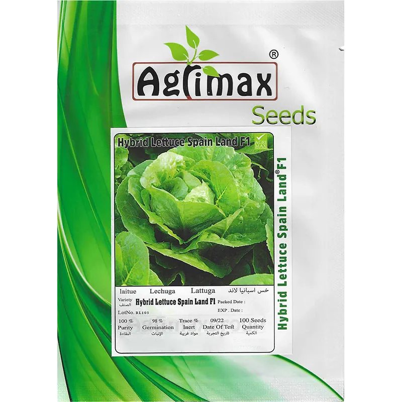 hybrid-lettuce-spain-land-f1-.webp Hybrid Lettuce Spain Land F1 – Crisp, Fresh & Fast-Growing – Home Growing Seeds - Image 1