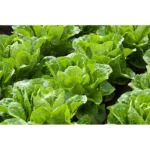 Hybrid Lettuce Spain Land F1 – Crisp, Fresh & Fast-Growing – Home Growing Seeds - Image 2