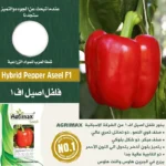 Hybrid Pepper Aseel F1 – Sweet, Juicy & High-Yielding – Home Growing Seeds - Image 2