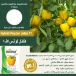 Hybrid Pepper Lotus F1 – Sweet, High-Yield Yellow Bell Peppers – Home Growing Seeds - Image 2