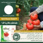 Hybrid Tomato Bavaria F1 – High Yield & Disease Resistant – Home Growing Seeds - Image 2
