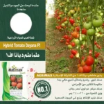 Hybrid Tomato Dayana F1 – High-Yield & Disease Resistant – Home Growing Seeds - Image 2