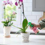 Miracle-Gro Orchid Plant Food Mist – Liquid Plant Nutrition - Image 2