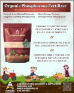 Agriguru Organic Phosphorus Fertilizer – Natural Root & Flower Booster (1kg) – Organic Plant Food - Image 2