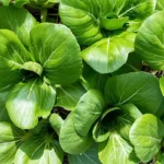 Omaxe Hybrid Seeds Pak Choy F1 Green Crysta Quality Home Growing Seeds - Image 3