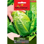 Lettuce Seeds – Fresh, Crisp & Fast-Growing – Home Growing Seeds