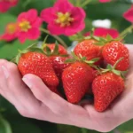 Red Paradise Strawberry – High-Yield, Sweet & Juicy Berries – Home Growing Seeds - Image 2