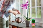Miracle-Gro Water Soluble Orchid Food 30-10-10 – Water Soluble Plant Food - Image 4