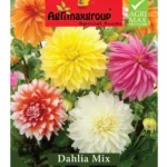 Agrimaxgroup Dahlia Mix Seeds (Ag1025) – Home Growing Seeds