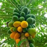 Vihaan Papaya F1 Sayali JR11 – High-Yielding & Sweet Fruit – Home Growing Seeds - Image 2